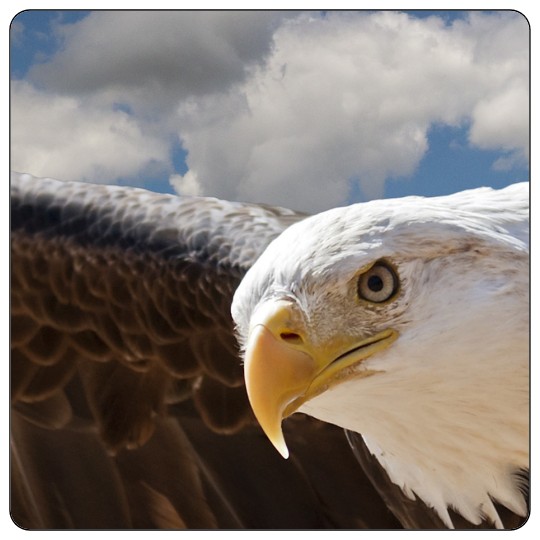 Image of our Number 35907 4" x 4" Round Cornered non-adhesive sticker on White Static Cling Vinyl